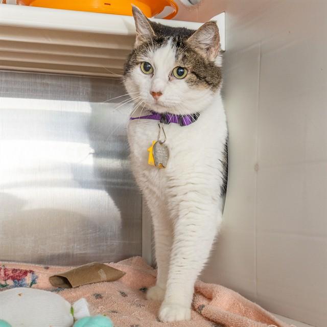 COMET, Adoptable, Adult Female Domestic Short Hair.