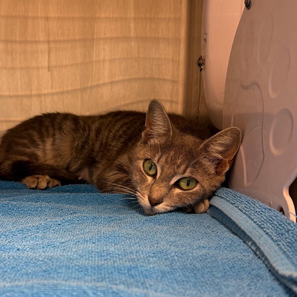Thelma, Adoptable, Young Female Domestic Short Hair & Domestic Short Hair.