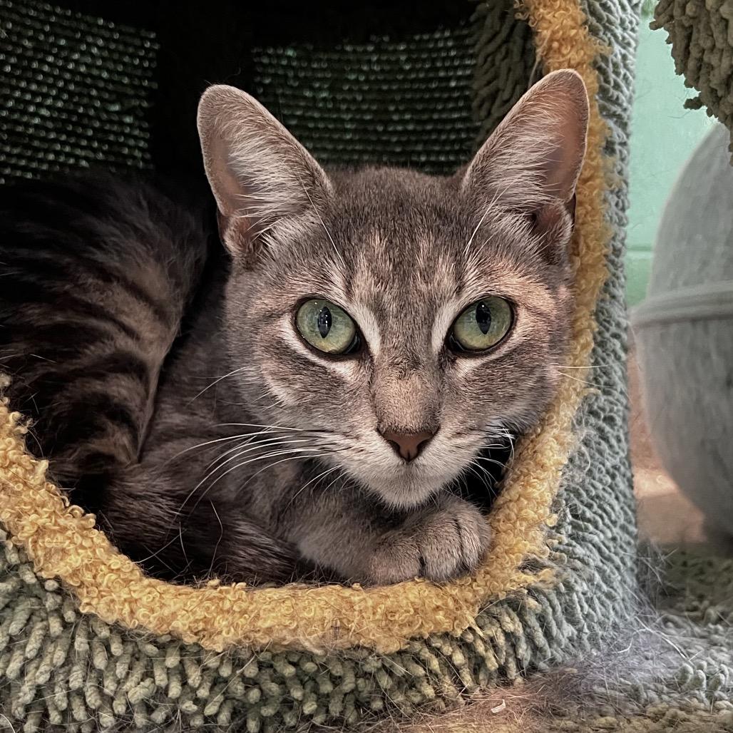 Enlarge Thelma, a Adoptable mixed breed in Englewood, FL image 2/3