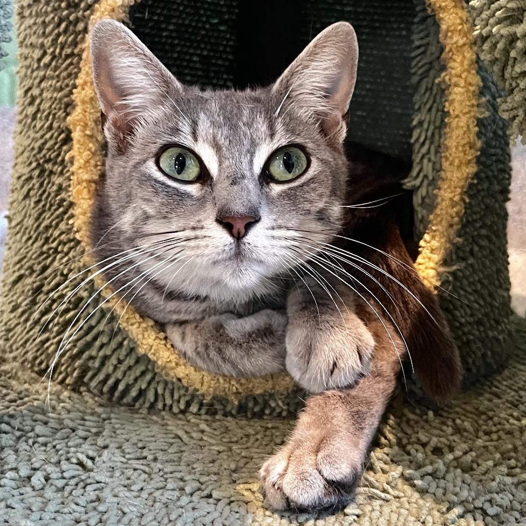 Enlarge Thelma, a Adoptable mixed breed in Englewood, FL image 3/3