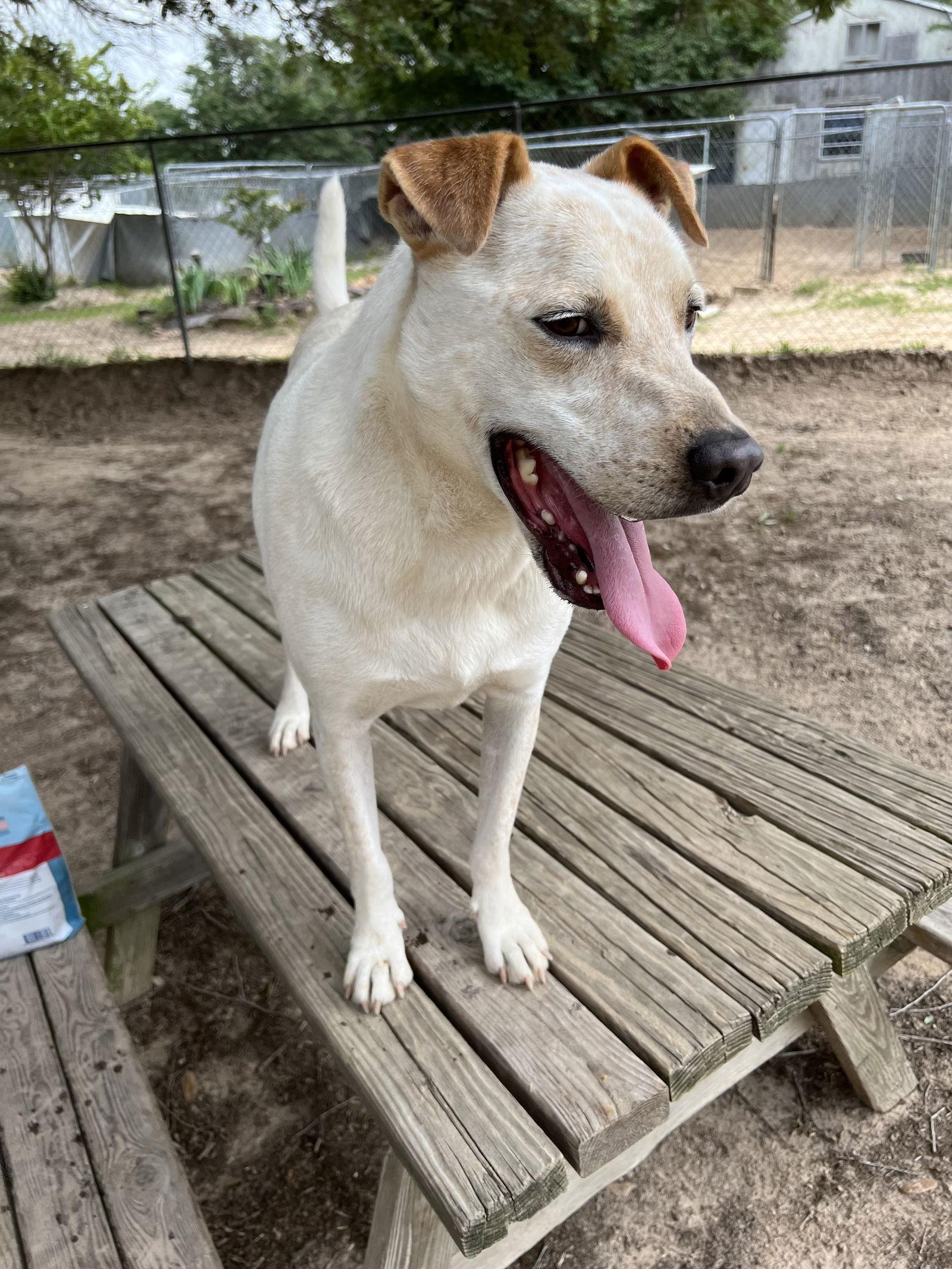 Ringo, Adoptable, Adult Male Australian Cattle Dog / Blue Heeler.