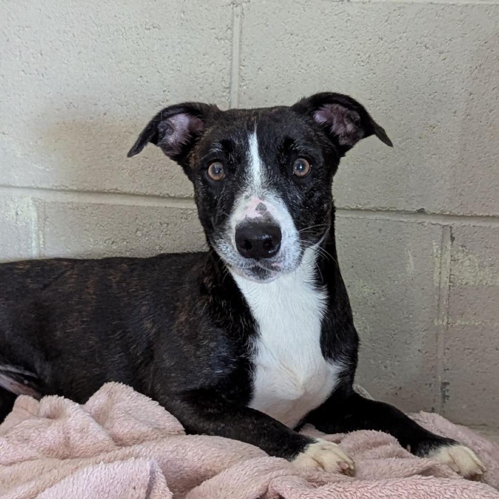 Mrs. Frida Gingerbread thumbnail 2