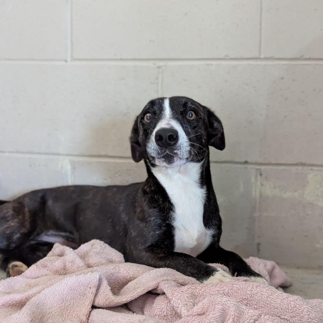 Mrs. Frida Gingerbread thumbnail 4