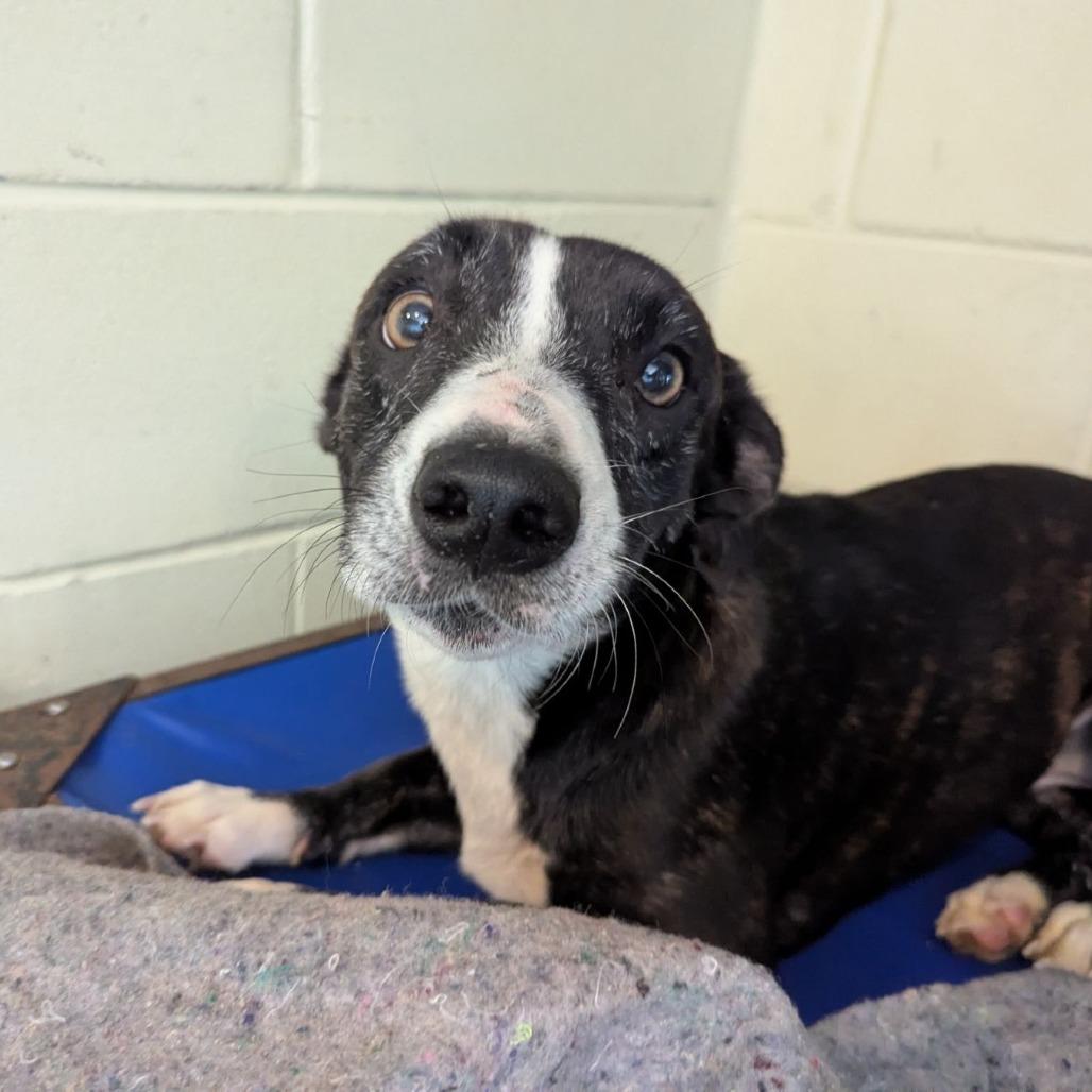 Mrs. Frida Gingerbread thumbnail 5