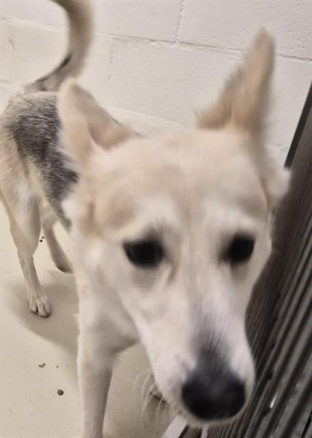 VANILLA, Adoptable, Young Female Husky & German Shepherd Dog.