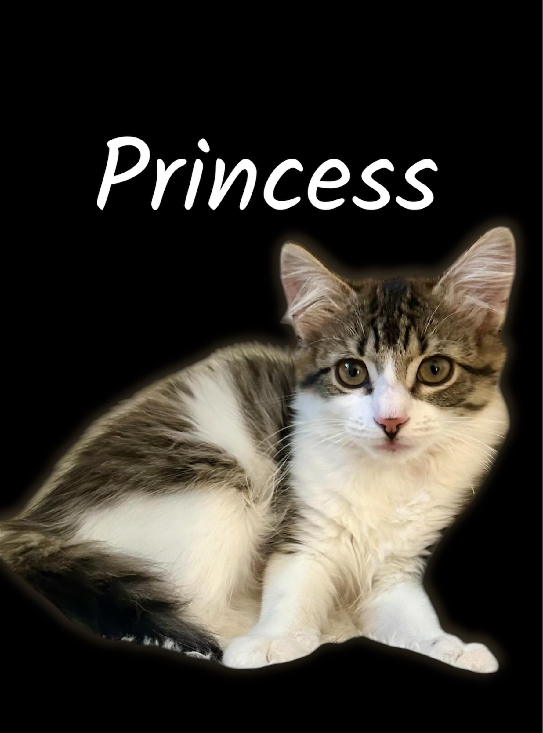 Princess, Adoptable, Kitten Female Domestic Medium Hair.