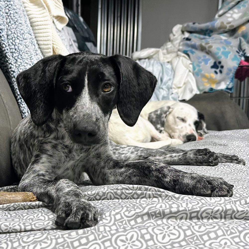 Enlarge Penne, a Adoptable mixed breed in Reynoldsburg, OH image 2/6