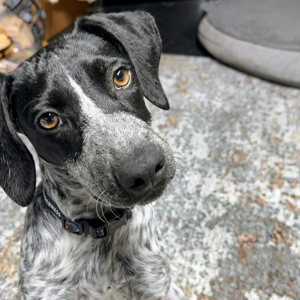 Enlarge Penne, a Adoptable mixed breed in Reynoldsburg, OH image 4/6