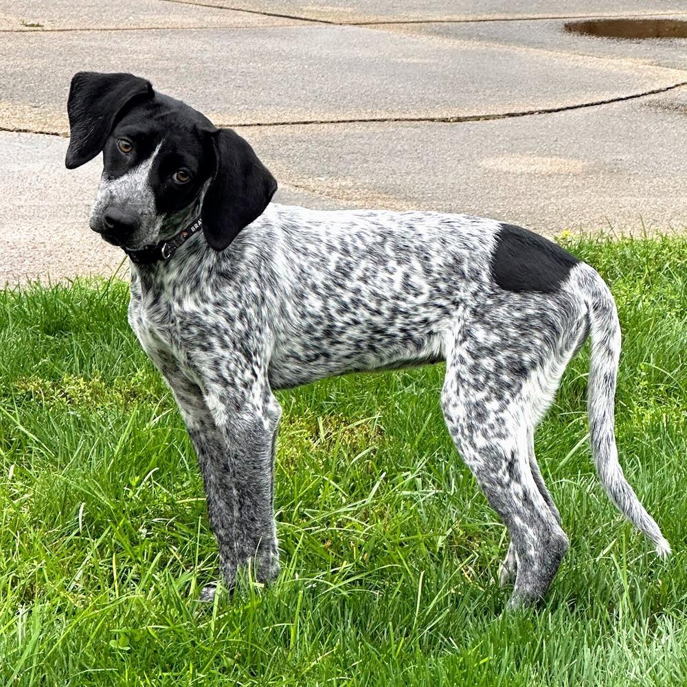 Enlarge Penne, a Adoptable mixed breed in Reynoldsburg, OH image 5/6