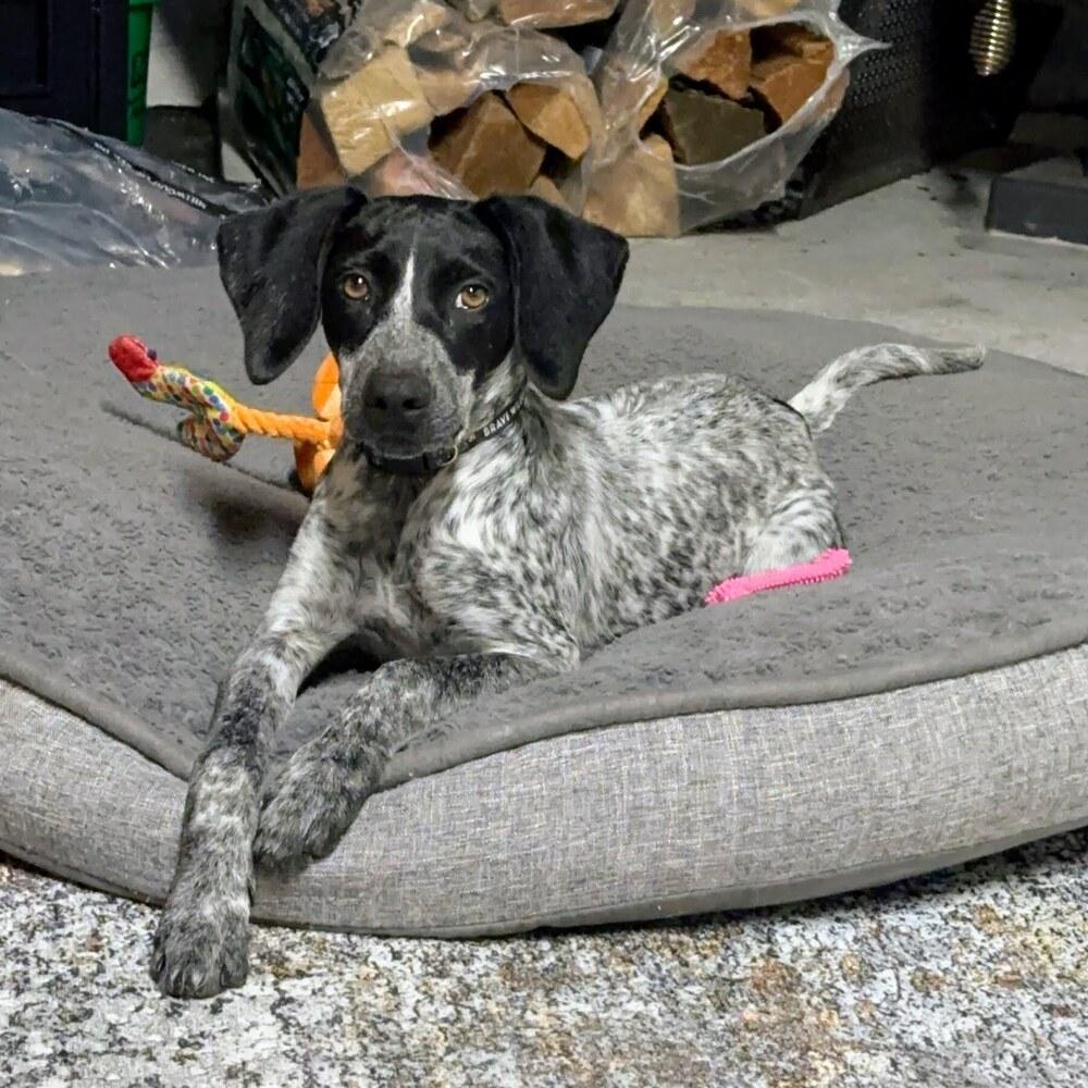 Enlarge Penne, a Adoptable mixed breed in Reynoldsburg, OH image 6/6