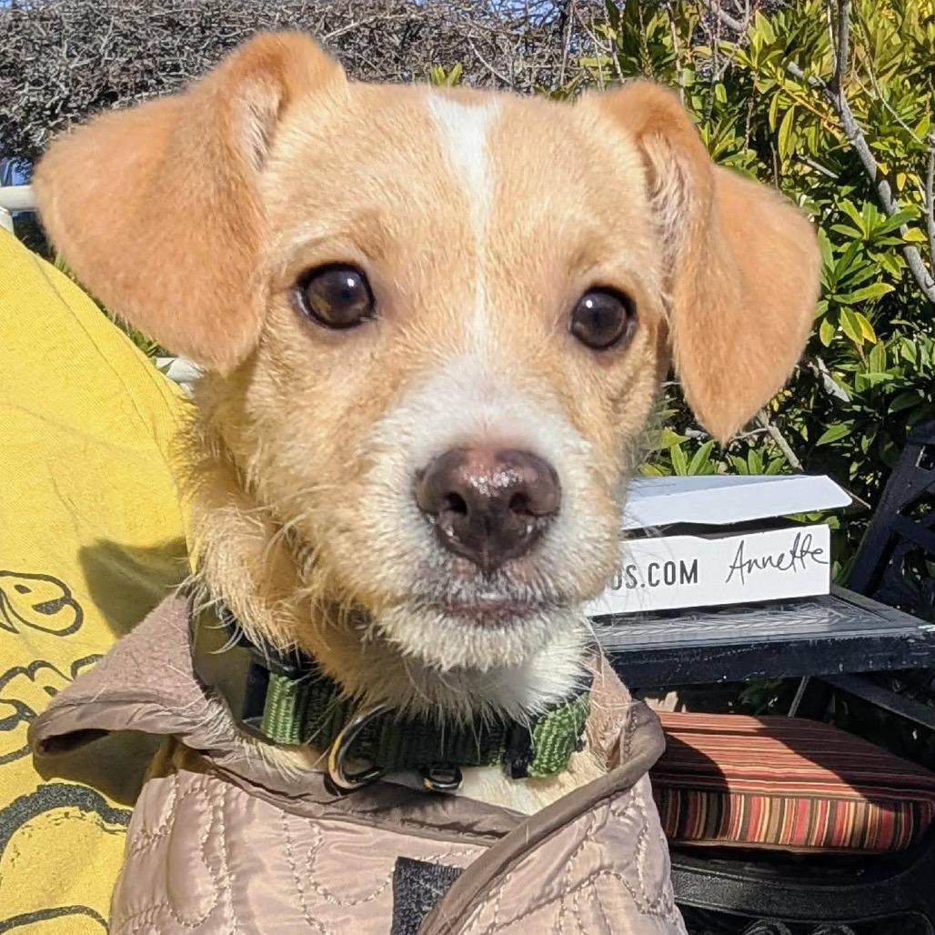 Enlarge Junior OS NV, a Adoptable mixed breed in Las Vegas, NV image 2/5