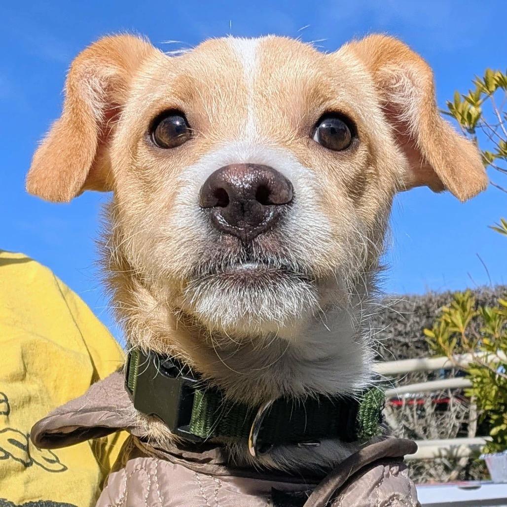 Enlarge Junior OS NV, a Adoptable mixed breed in Las Vegas, NV image 3/5