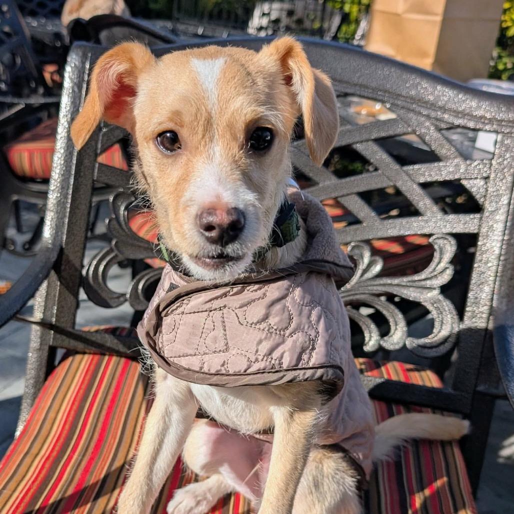 Enlarge Junior OS NV, a Adoptable mixed breed in Las Vegas, NV image 4/5