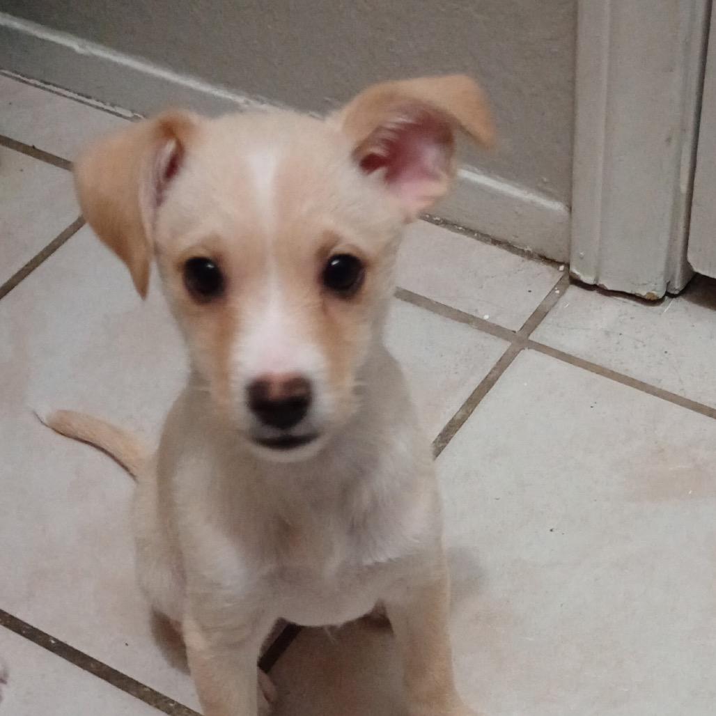 Enlarge Junior OS NV, a Adoptable mixed breed in Las Vegas, NV image 5/5