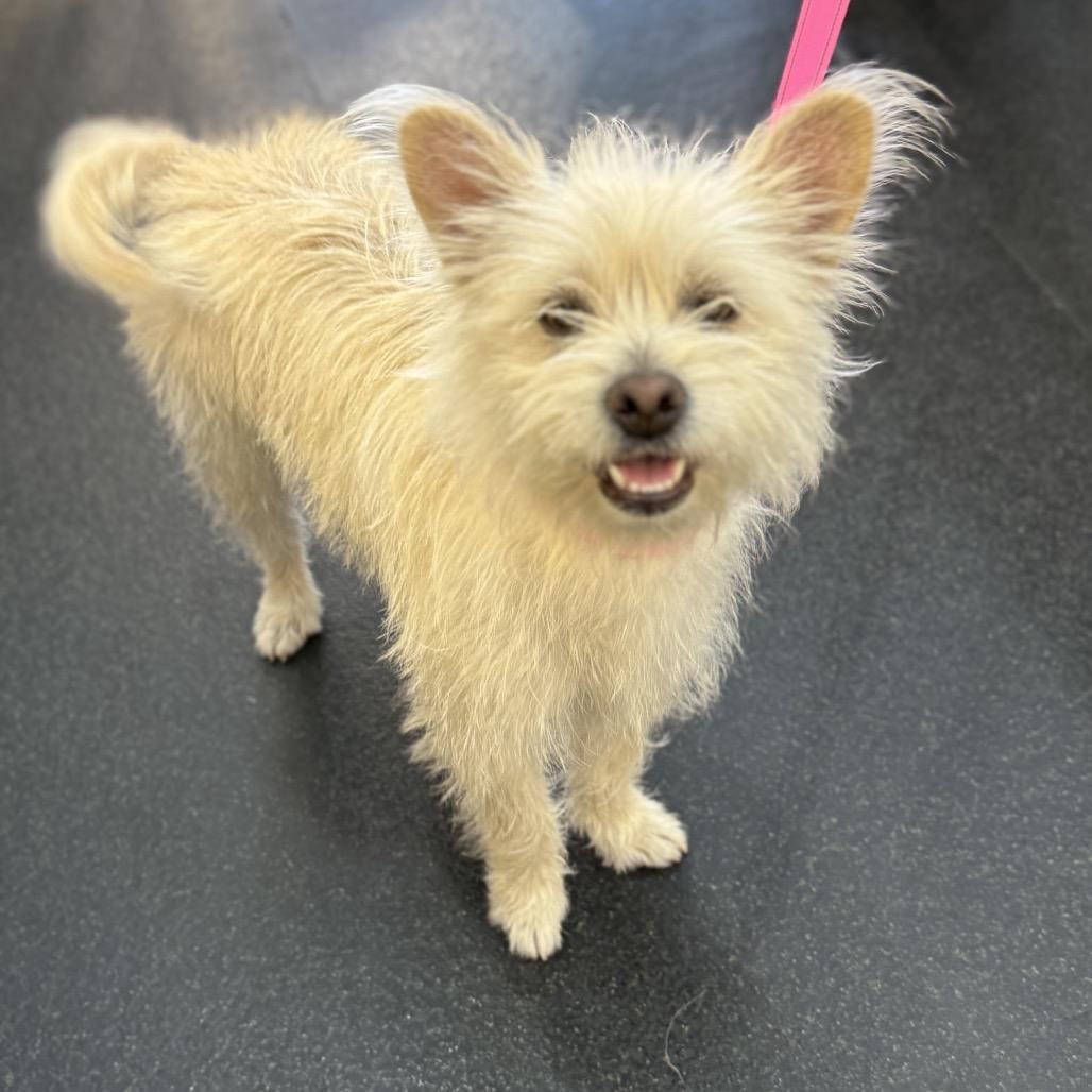 Winnie, Adoptable, Adult Female Terrier & Mixed Breed.