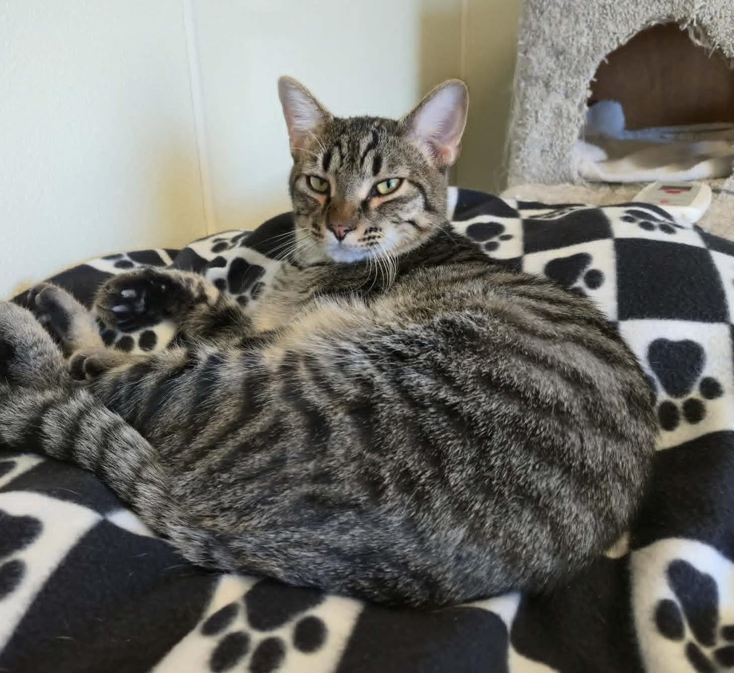 Gary, ADOPTABLE, Adult Male Domestic Short Hair.