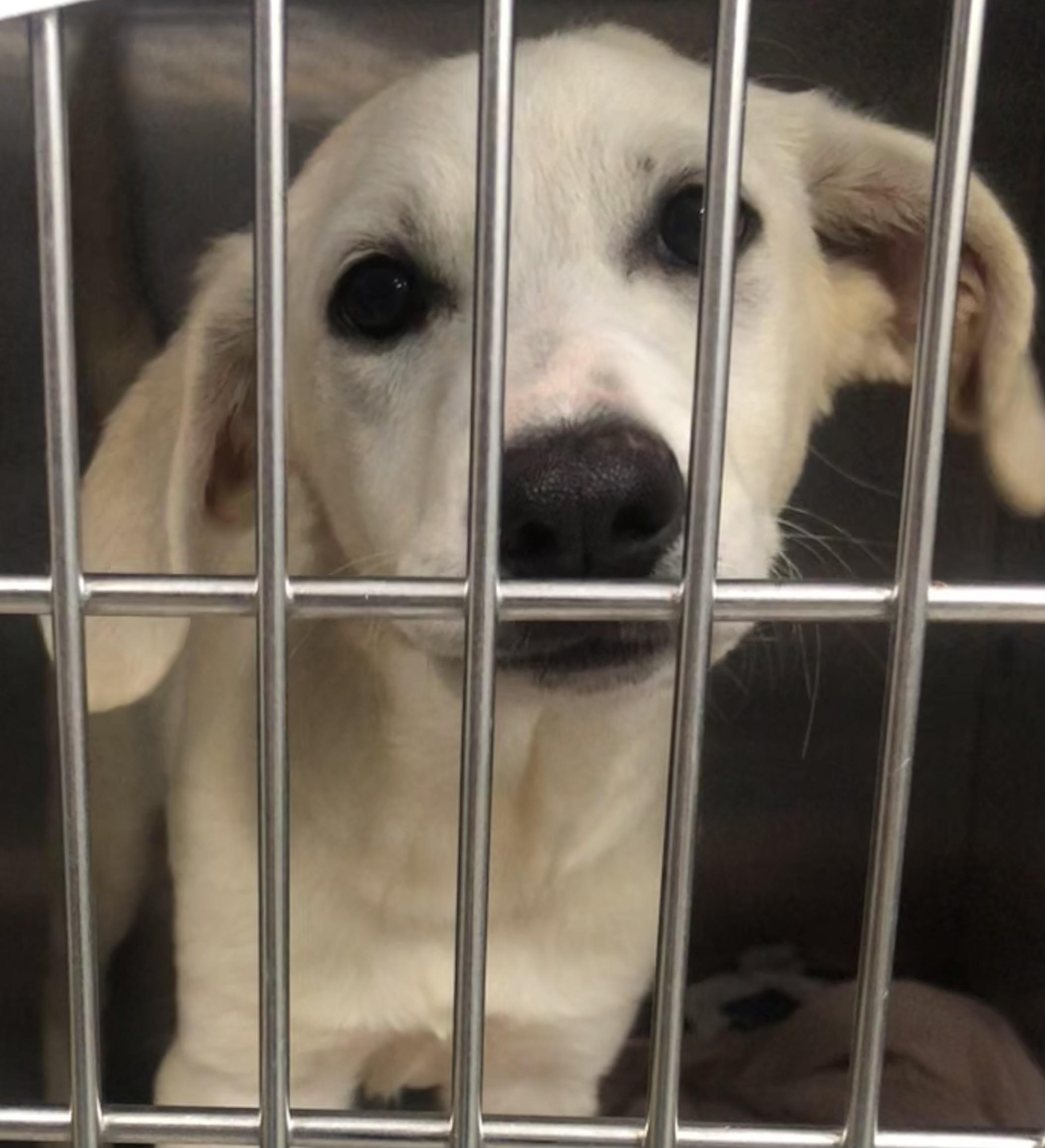 Jannah, adoptable, Puppy Female Mixed Breed.
