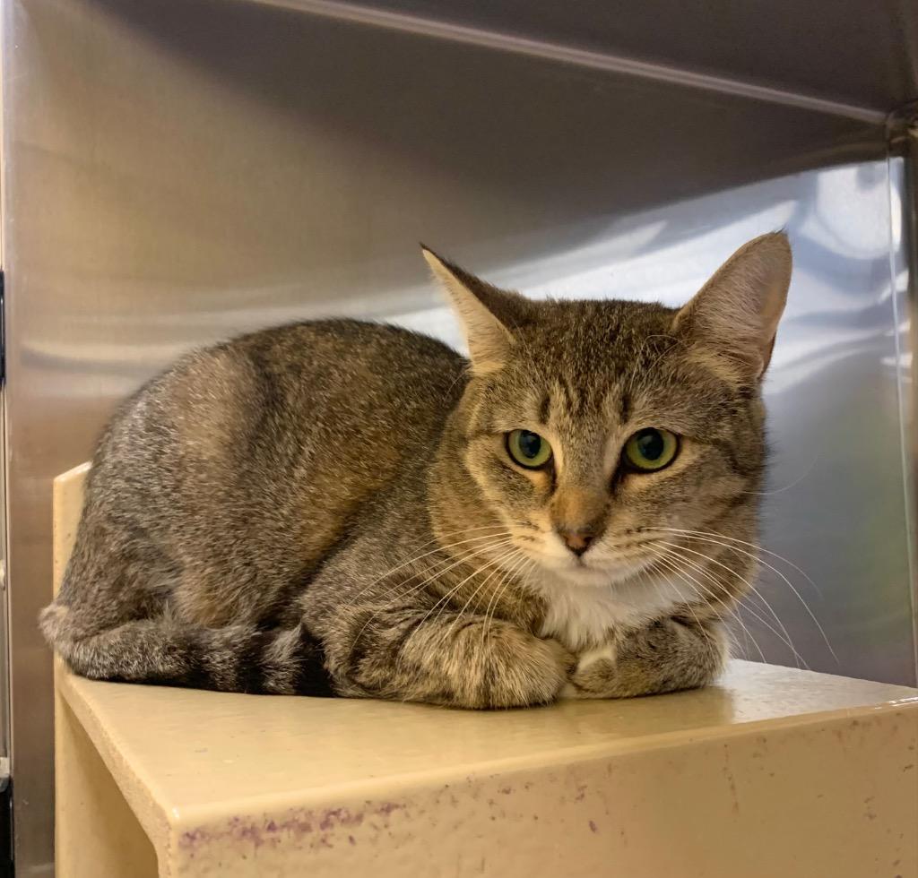 Velma, Adoptable, Young Female Domestic Short Hair.