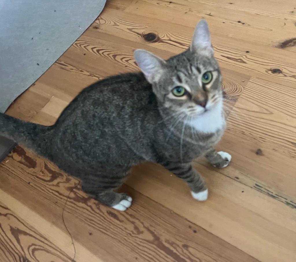 Velma, Adoptable, Young Female Domestic Short Hair.