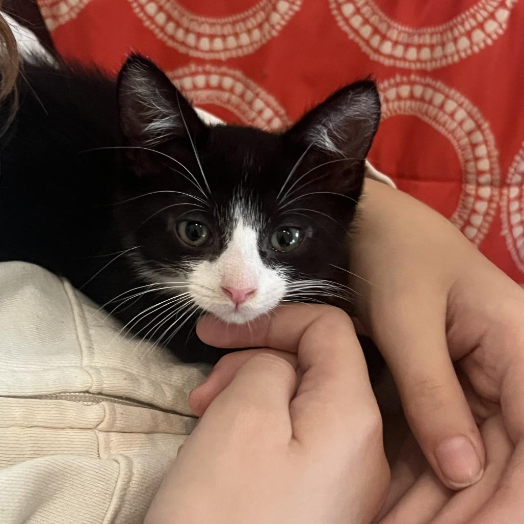 26-301 Simon, Adoptable, Kitten Male Domestic Short Hair.