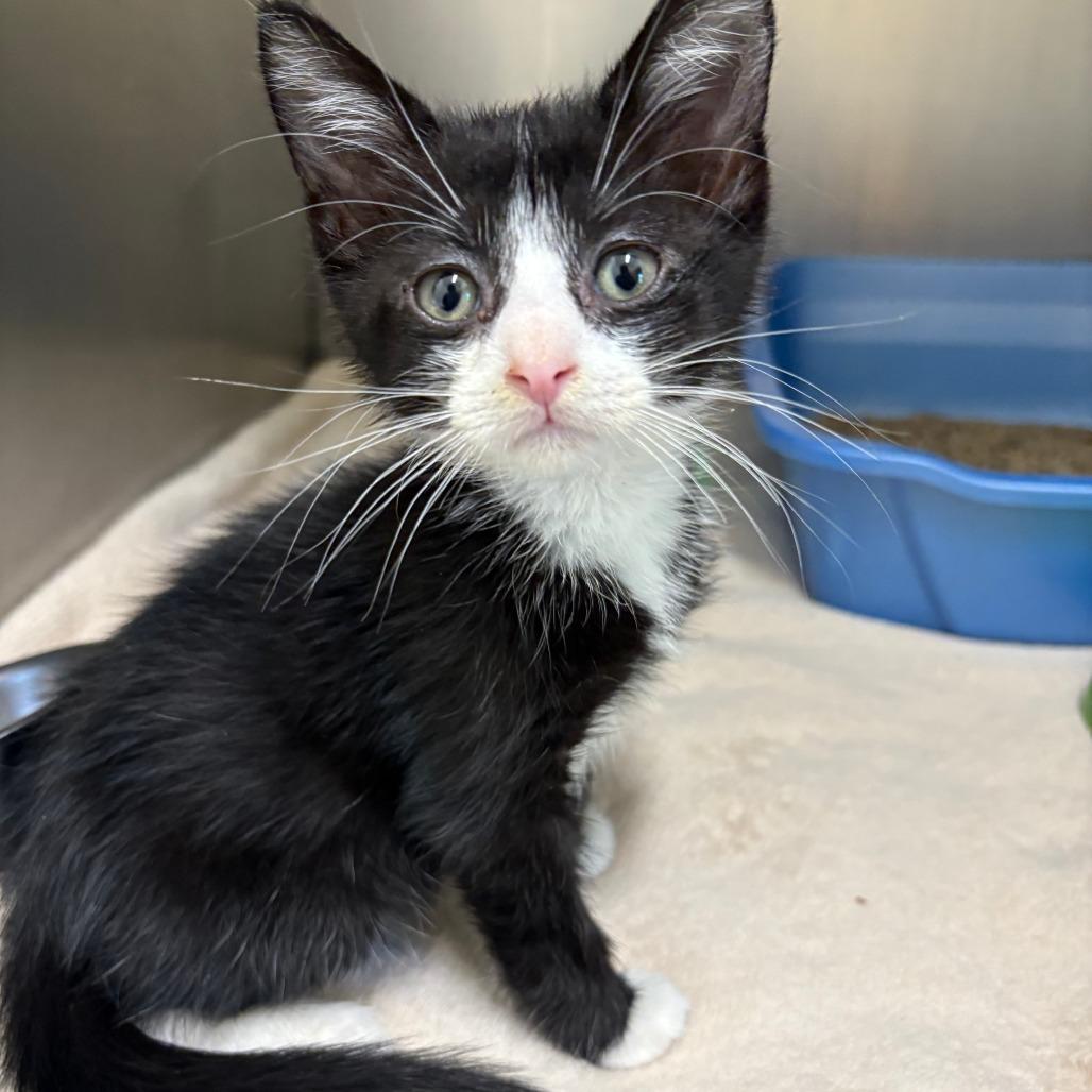 Enlarge 26-301 Simon, a Adoptable Domestic Short Hair in North Branford, CT image 3/4