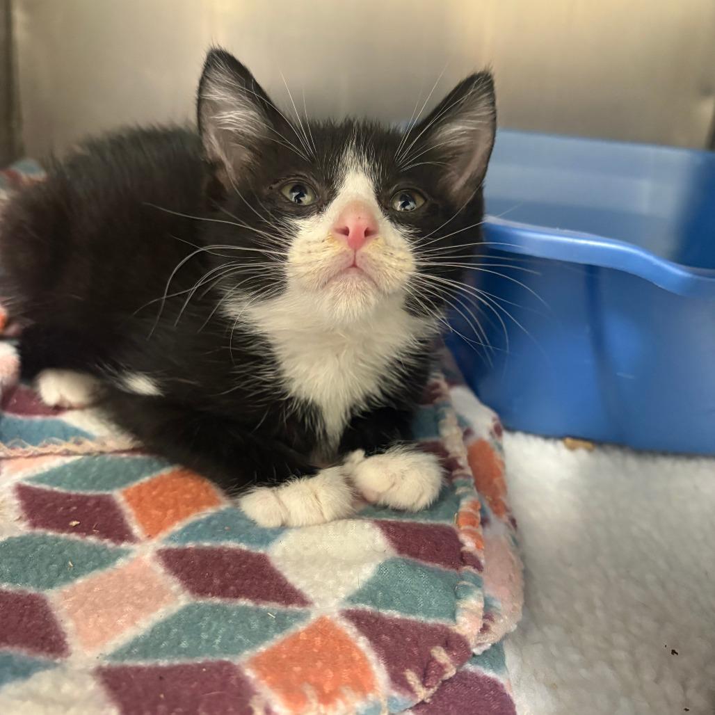 Enlarge 26-301 Simon, a Adoptable Domestic Short Hair in North Branford, CT image 4/4