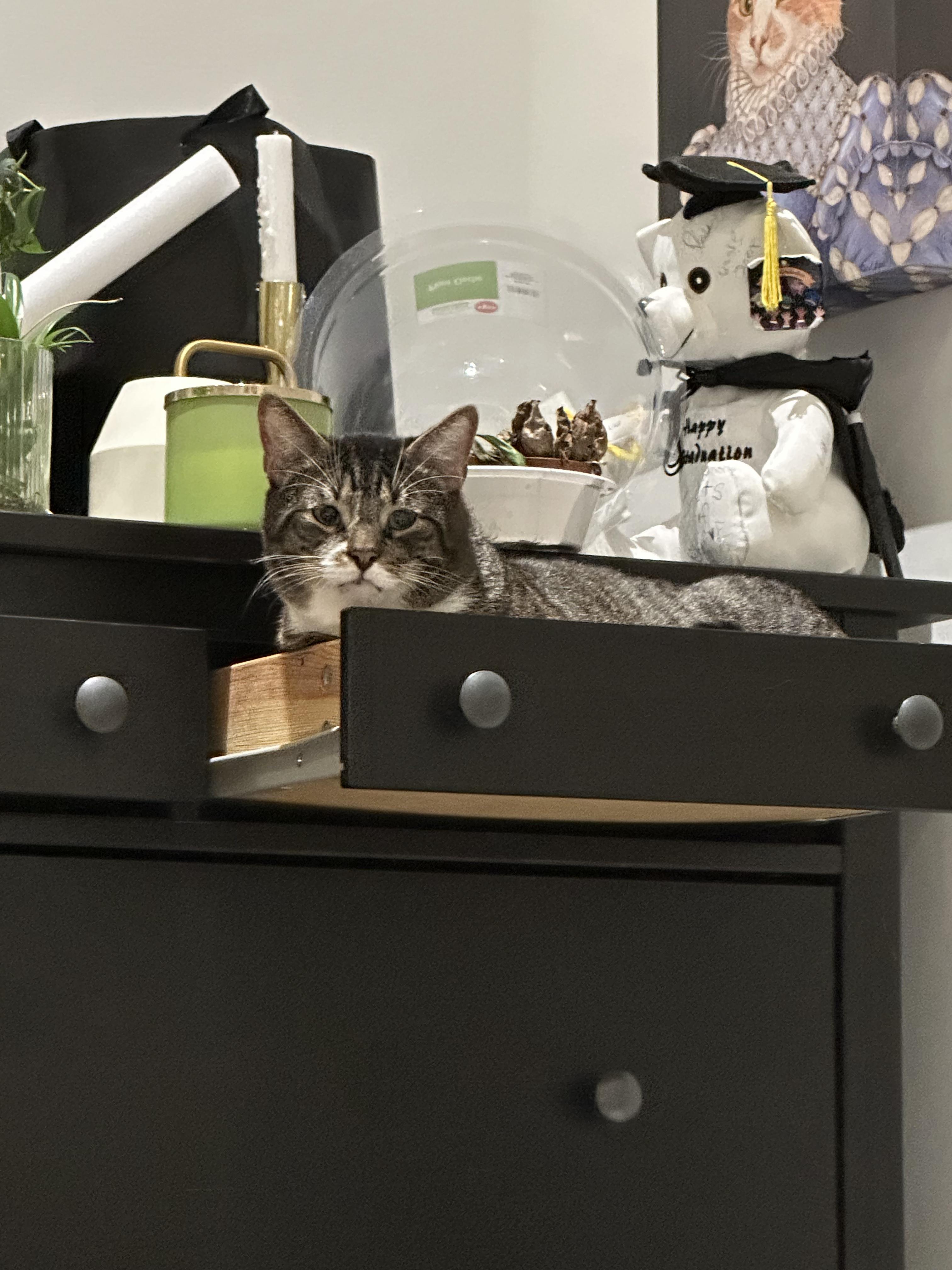 Enlarge Batts, a ADOPTABLE Domestic Short Hair in Philadelphia, PA image 5/5