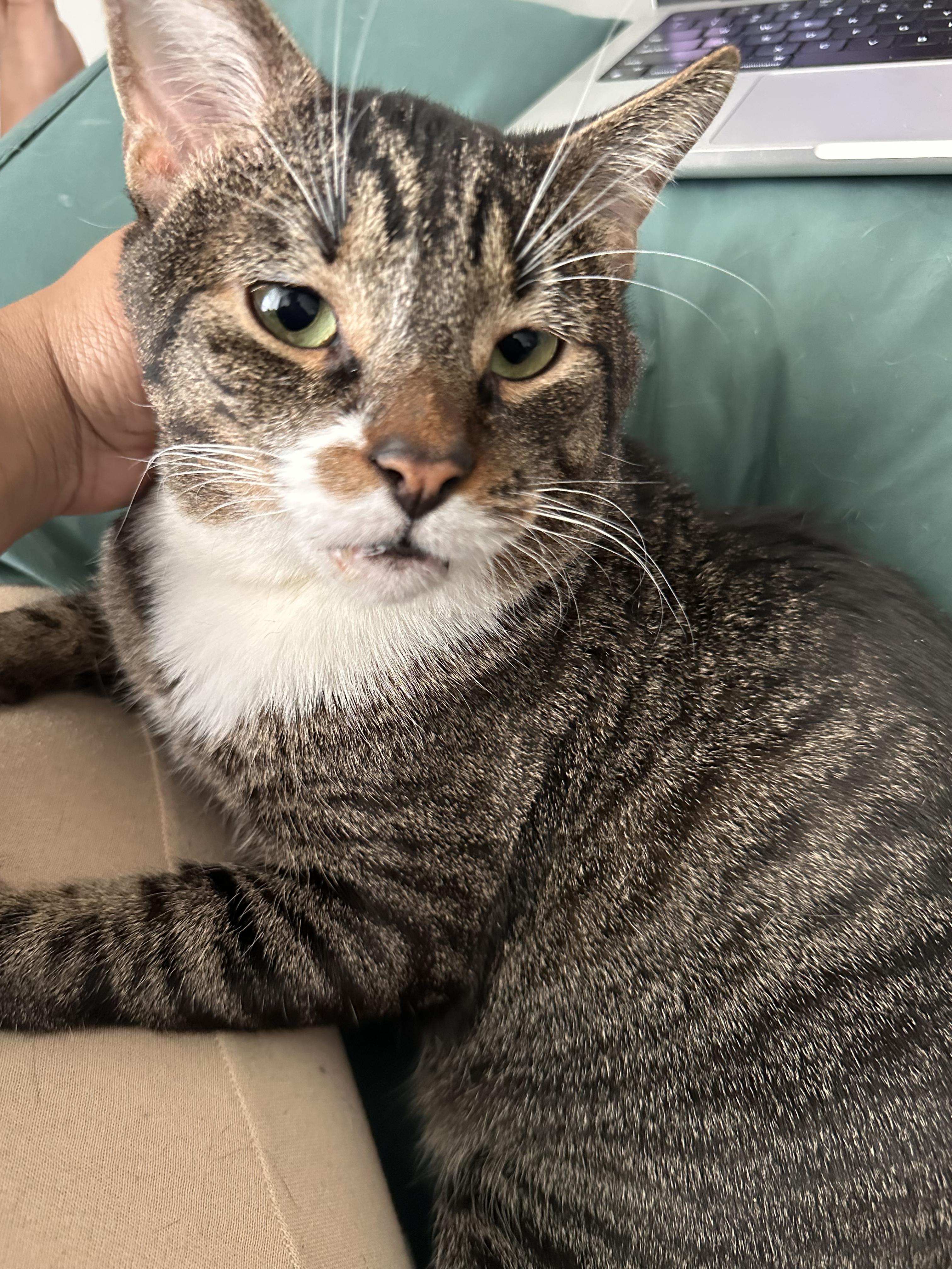 Enlarge Batts, a ADOPTABLE Domestic Short Hair in Philadelphia, PA image 3/5