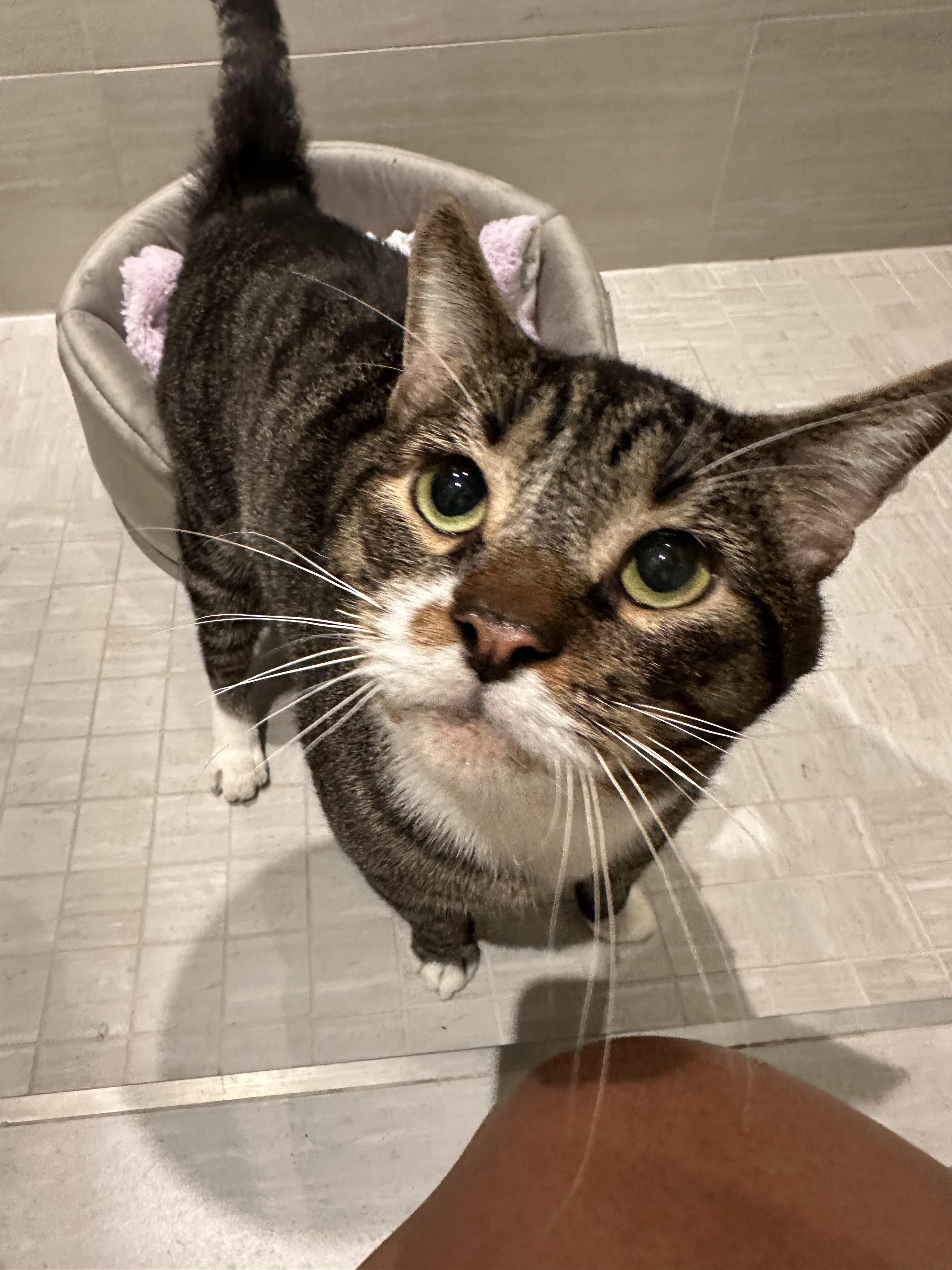 Enlarge Batts, a ADOPTABLE Domestic Short Hair in Philadelphia, PA image 2/5