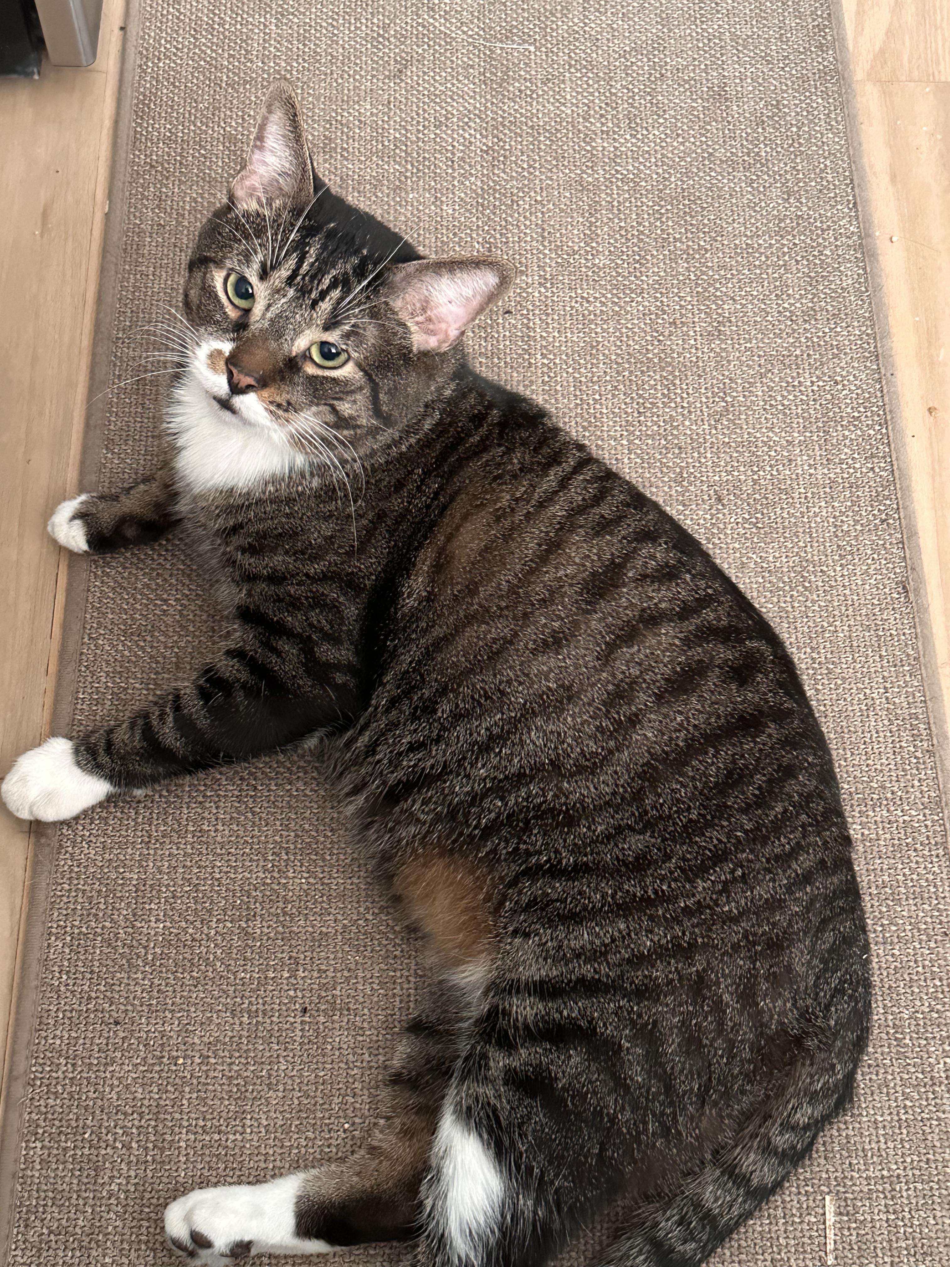 Enlarge Batts, a ADOPTABLE Domestic Short Hair in Philadelphia, PA image 4/5