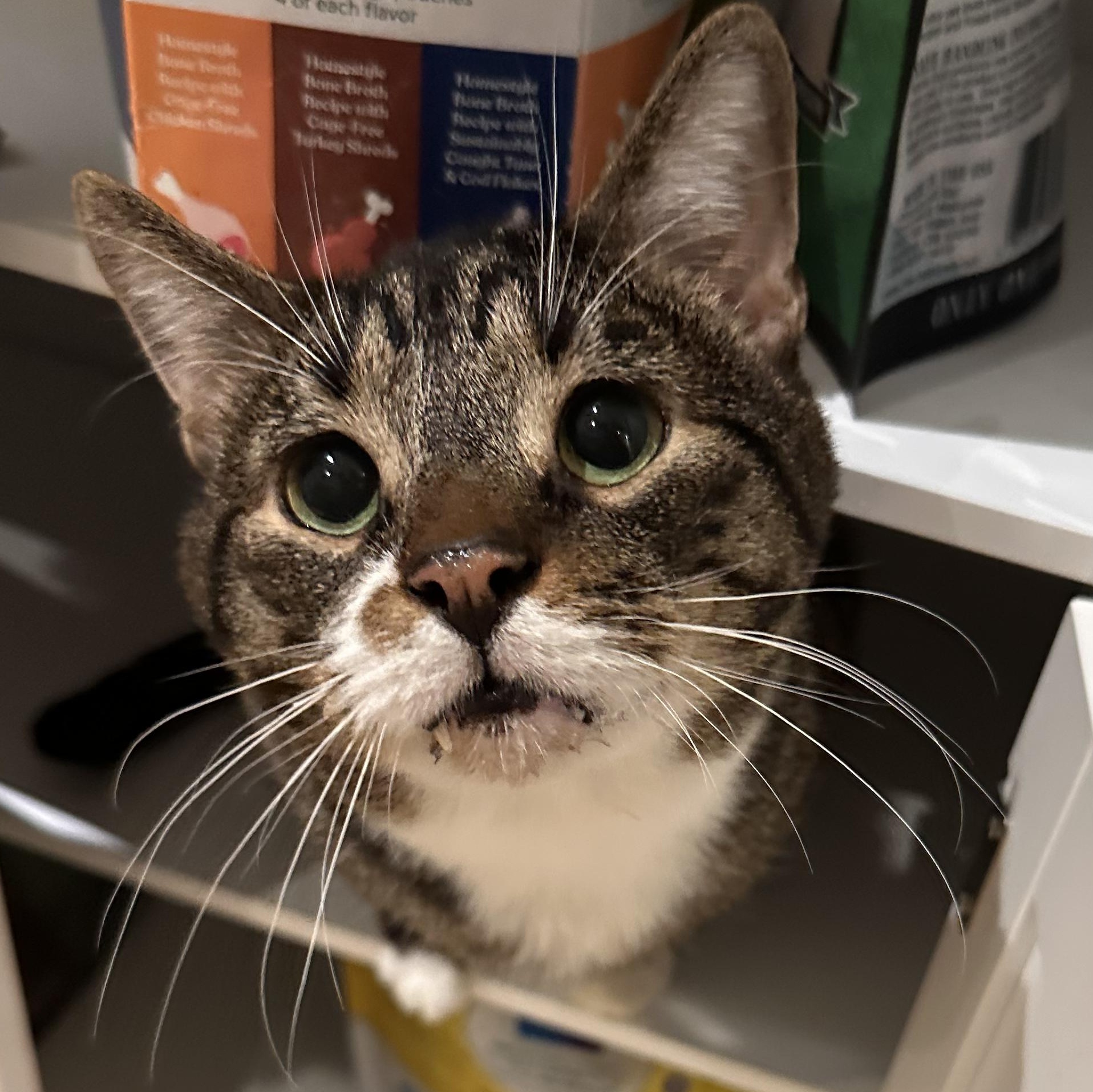 Batts, ADOPTABLE, Young Male Domestic Short Hair.