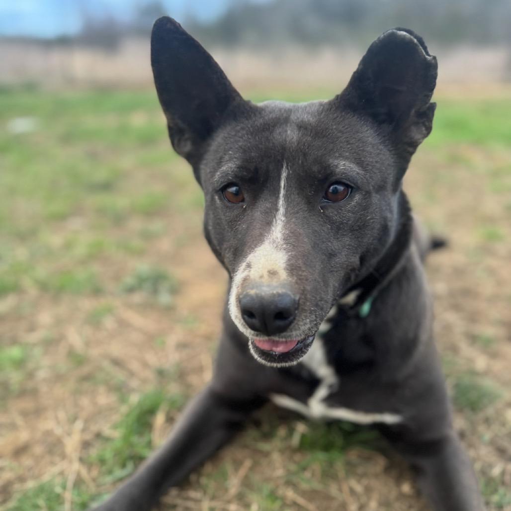 Cocoa, a Adoptable mixed breed in Hackett, AR image 1/2