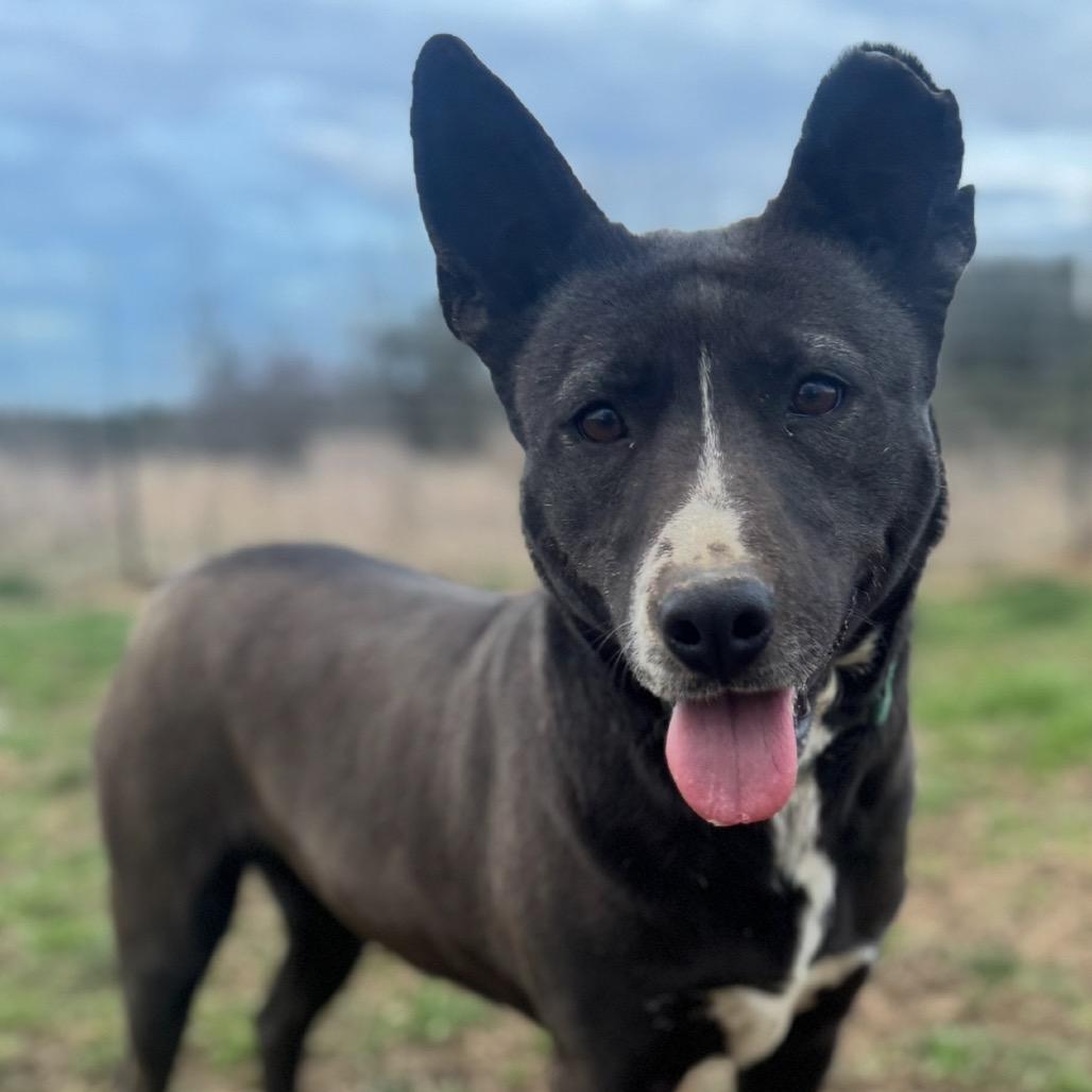 Cocoa, a Adoptable mixed breed in Hackett, AR image 2/2