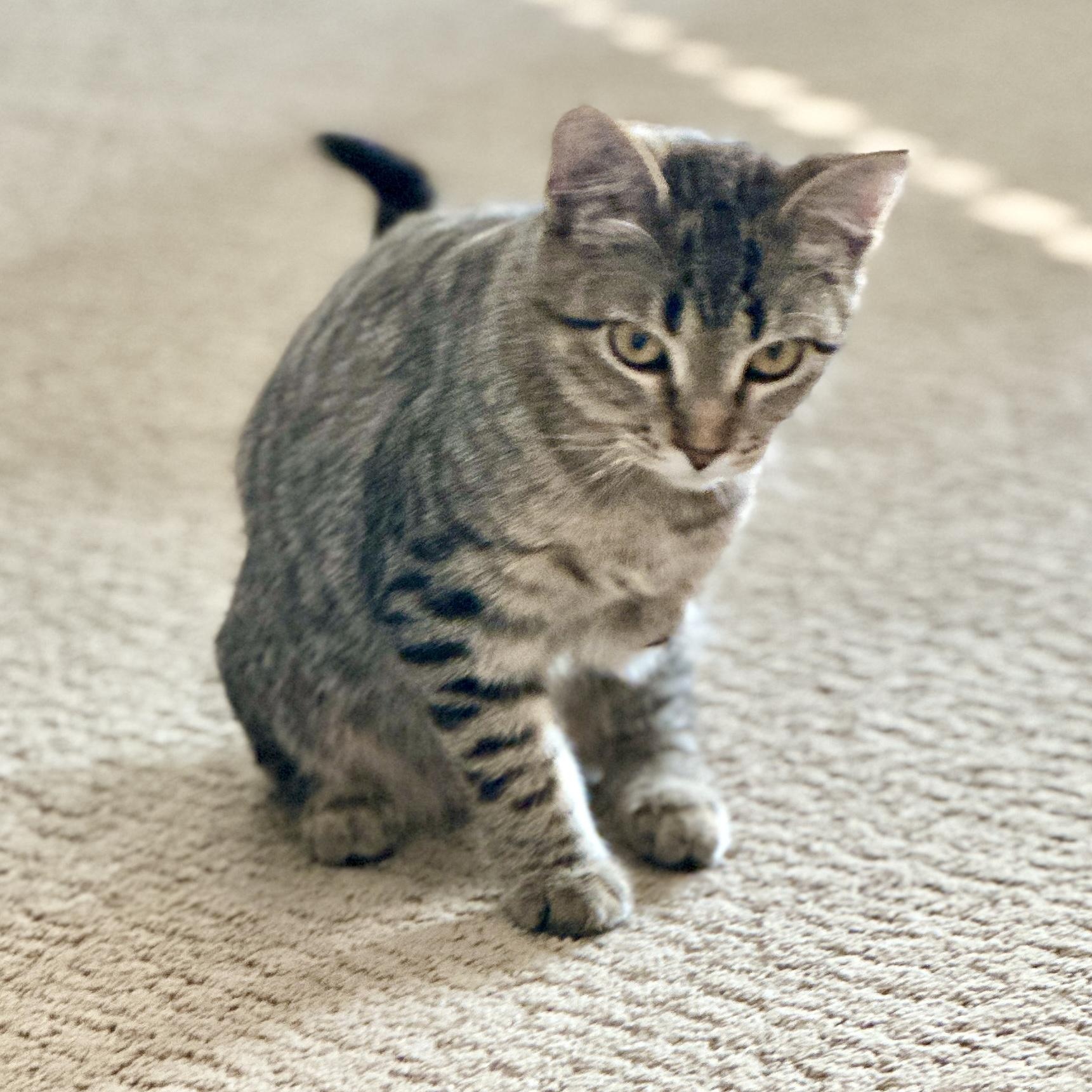 Lea, a Adoptable mixed breed in Ellensburg, WA image 2/6