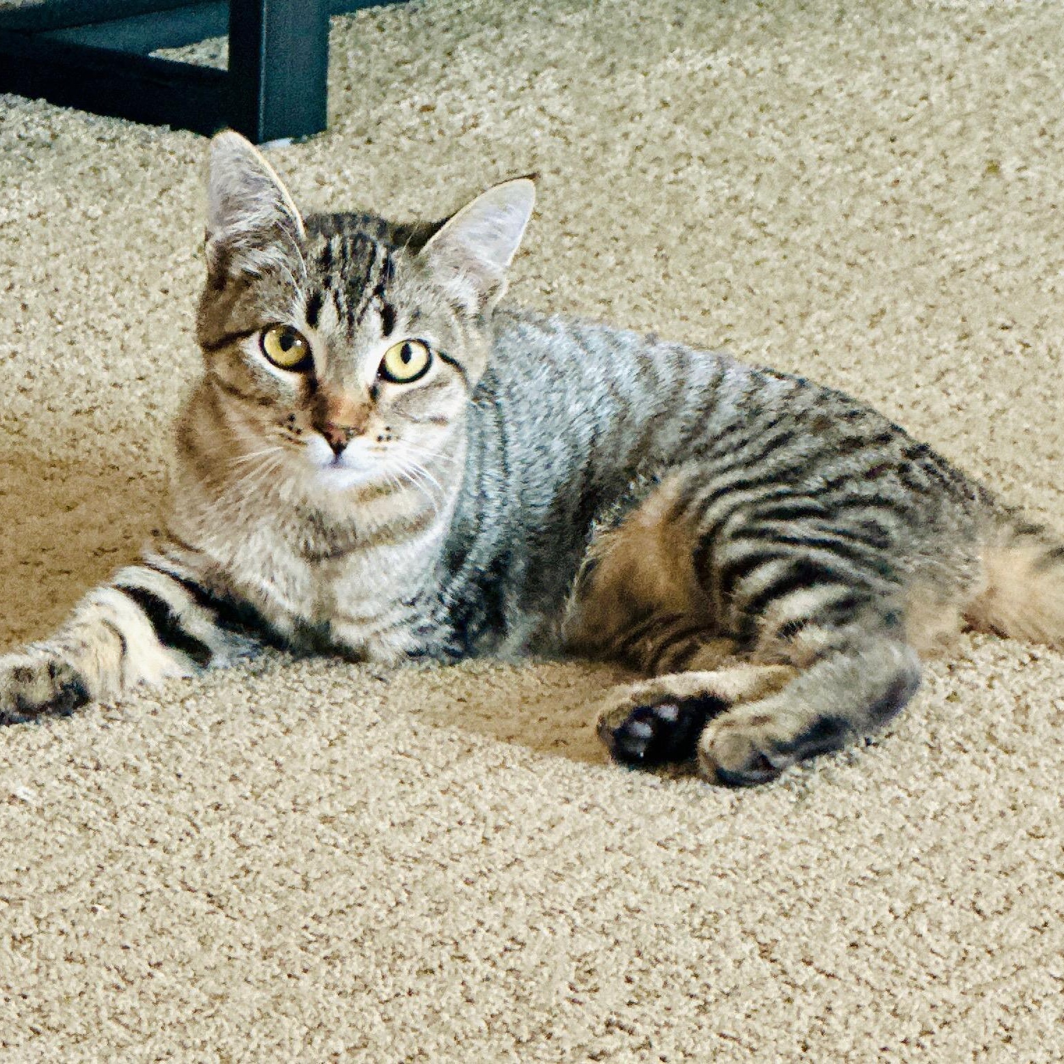 Lea, a Adoptable mixed breed in Ellensburg, WA image 3/6