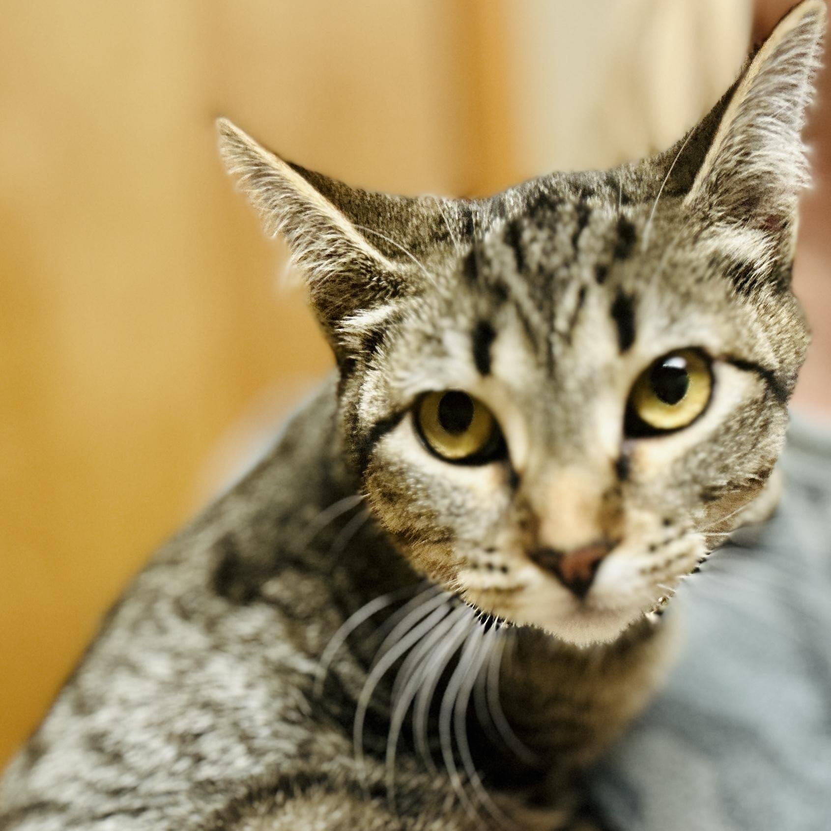 Lea, a Adoptable mixed breed in Ellensburg, WA image 4/6