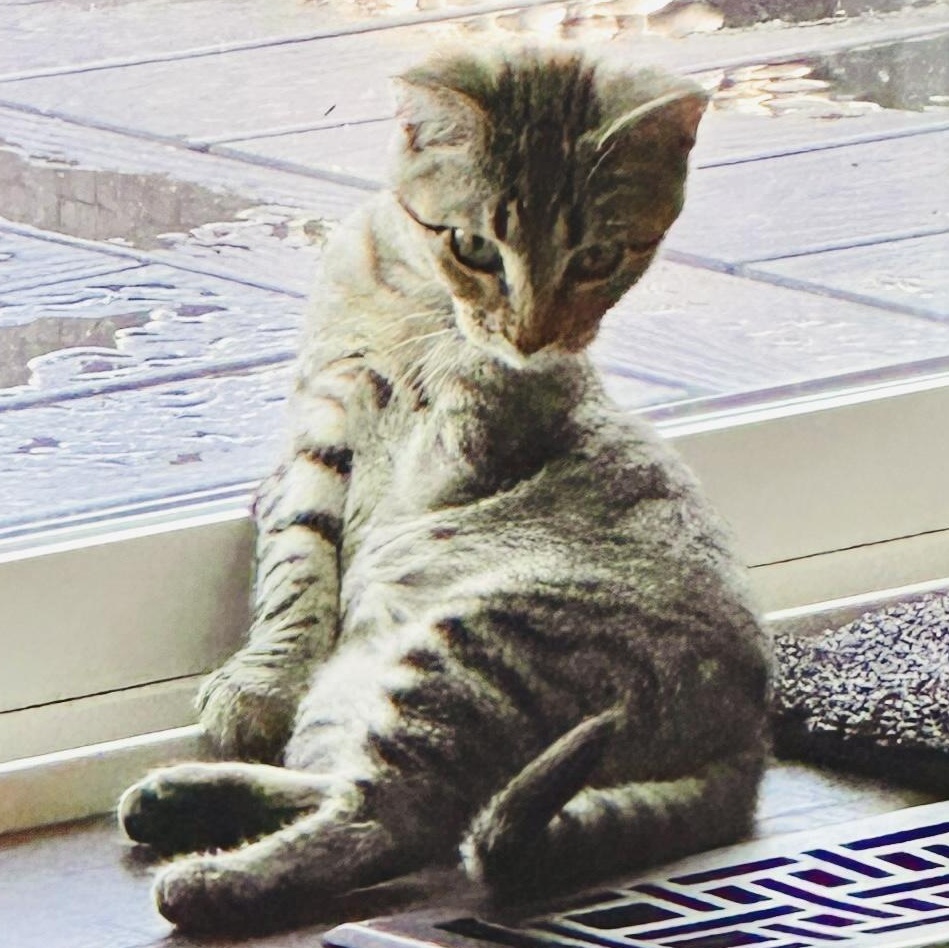 Lea, a Adoptable mixed breed in Ellensburg, WA image 5/6