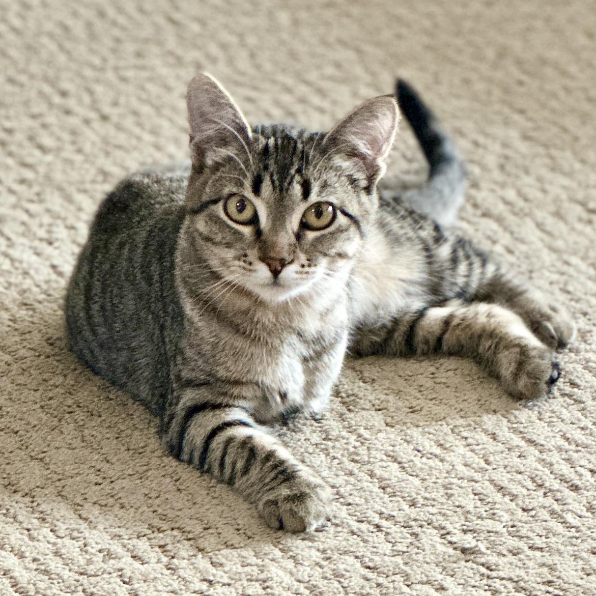 Lea, a Adoptable mixed breed in Ellensburg, WA image 1/6