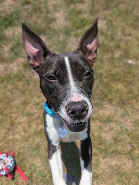 WREN, Adoptable, Young Female Pit Bull Terrier.