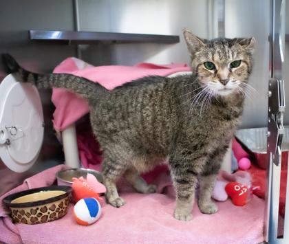 Blinkin — thumbnail 2