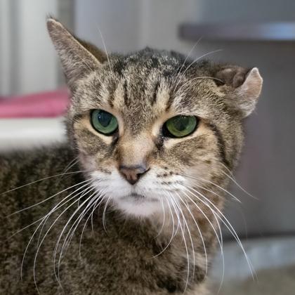 Blinkin — thumbnail 3