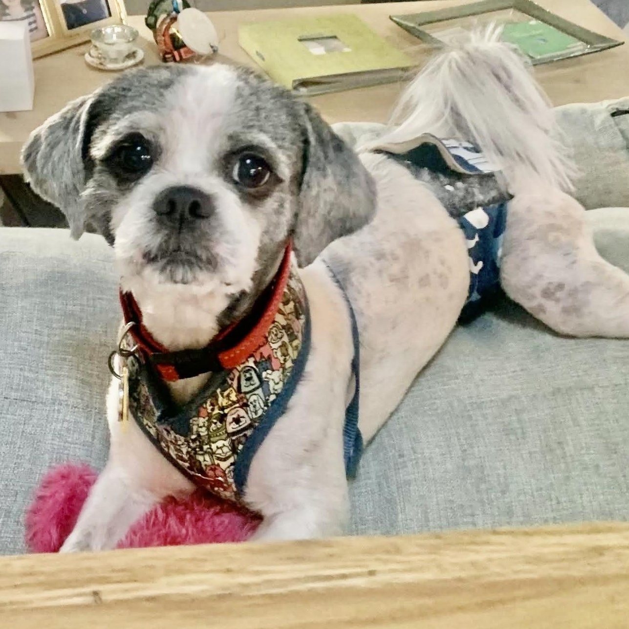 Sloan Trooper, adopted, Young Male Lhasa Apso.