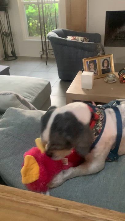 Enlarge Sloan Trooper, an adopted Lhasa Apso in Plano, TX video 2/2