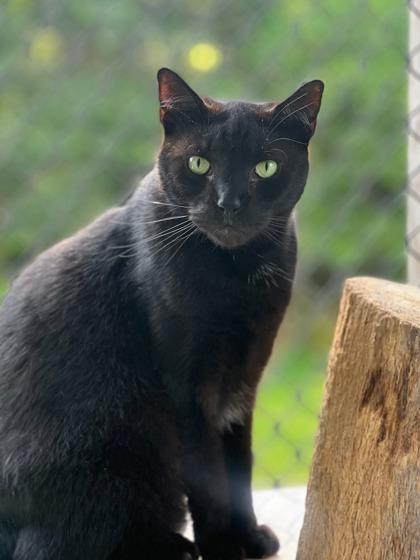 Apollo, Adoptable, Adult Male Domestic Short Hair & Domestic Short Hair.