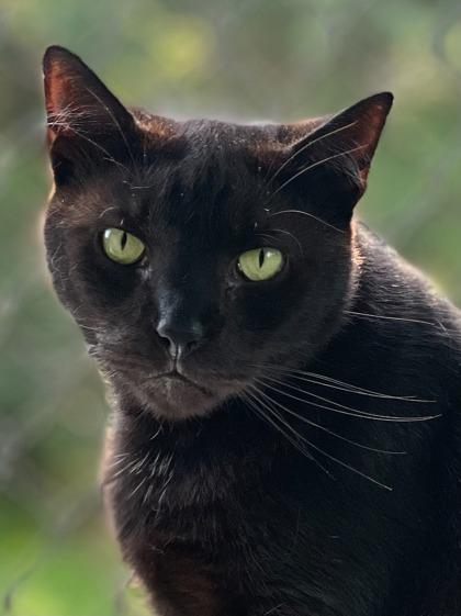 Enlarge Apollo, a Adoptable Domestic Short Hair in New Freedom, PA image 2/2