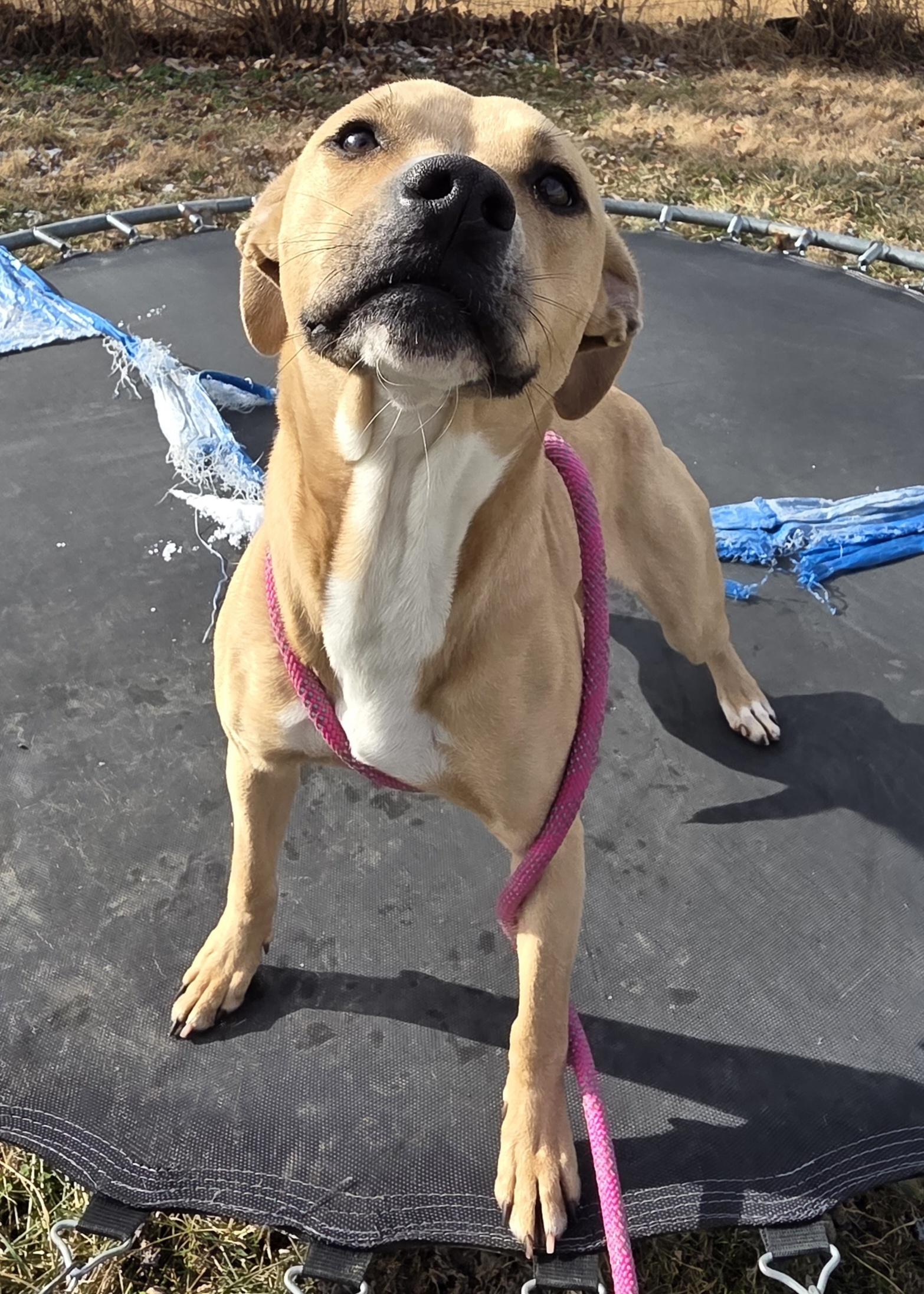 Enlarge Kennedy , a ADOPTABLE Pit Bull Terrier in Camden, OH image 1/2