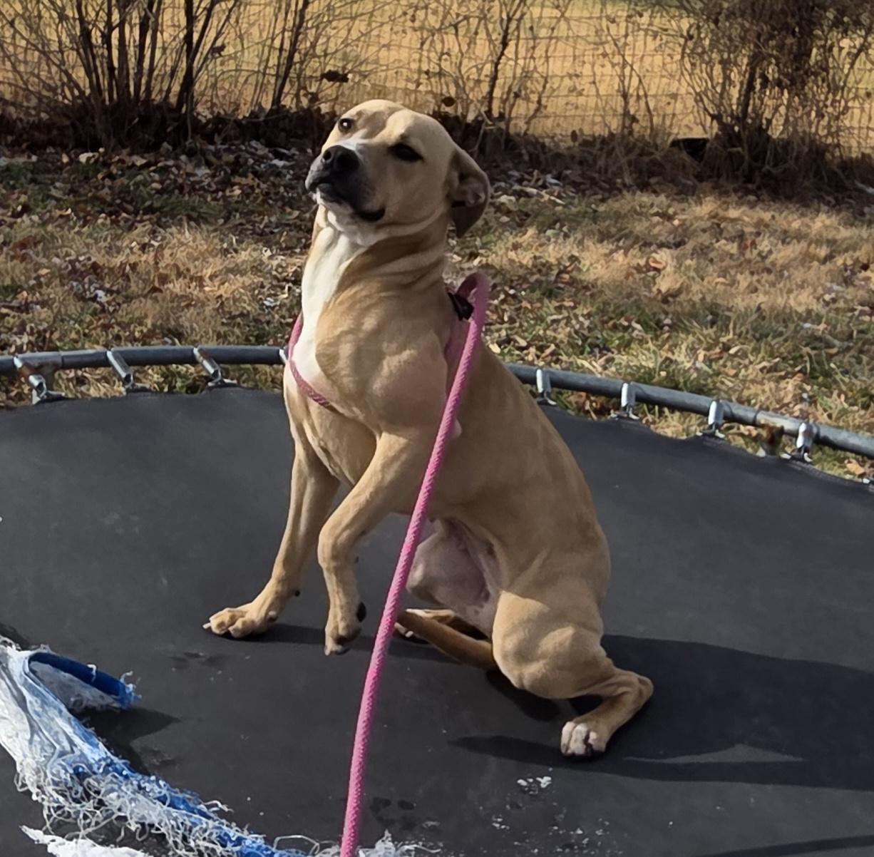 Enlarge Kennedy , a ADOPTABLE Pit Bull Terrier in Camden, OH image 2/2