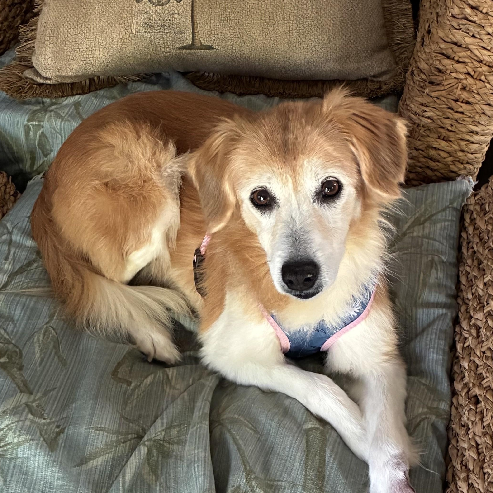 Enlarge Jemma, a ADOPTABLE mixed breed in New Canaan, CT image 1/6