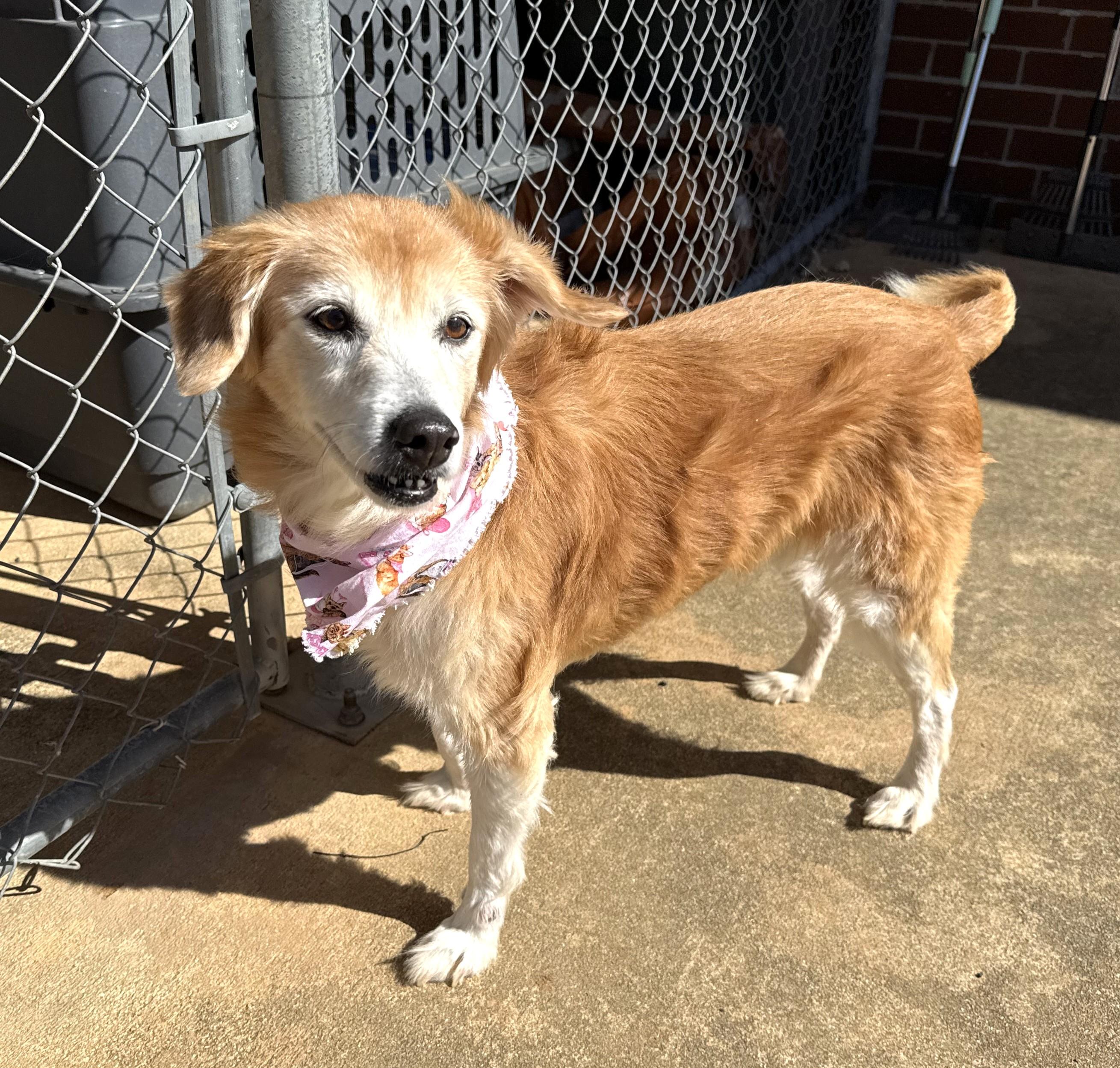 Enlarge Jemma, a ADOPTABLE mixed breed in New Canaan, CT image 4/6