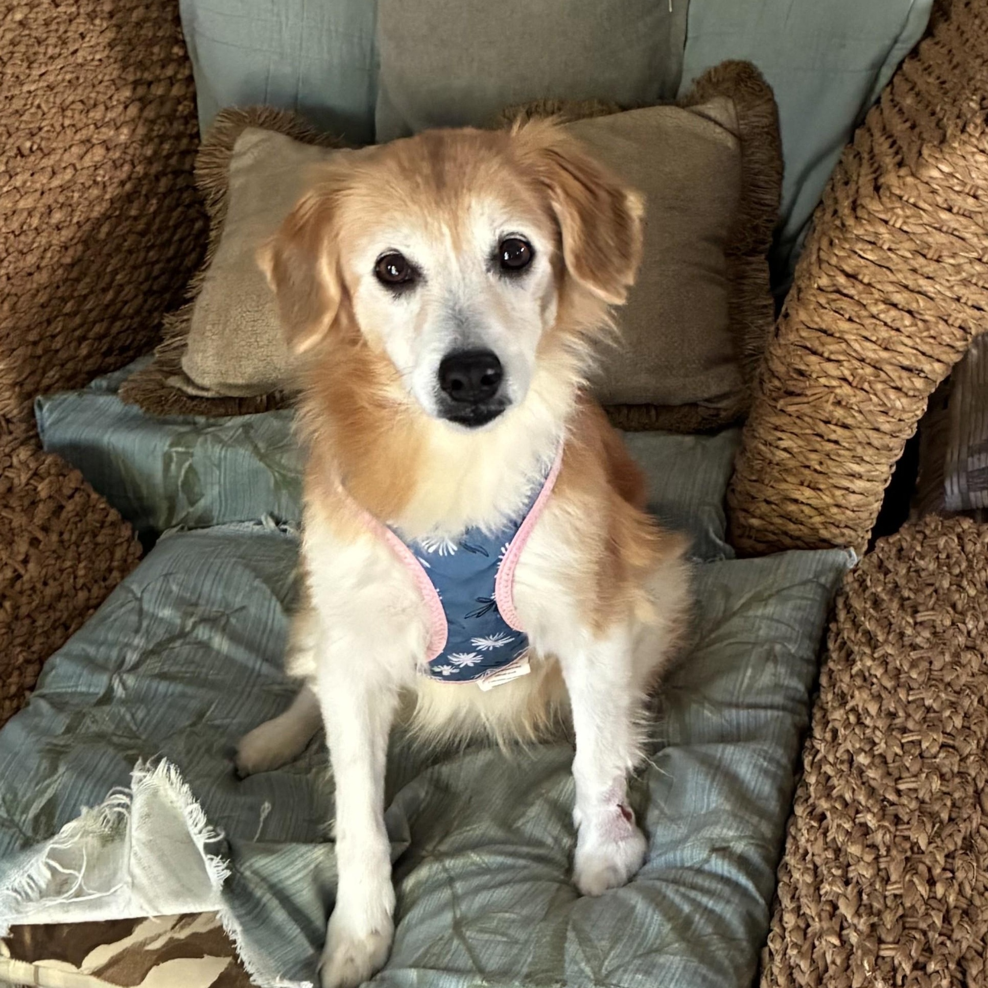 Enlarge Jemma, a ADOPTABLE mixed breed in New Canaan, CT image 3/6